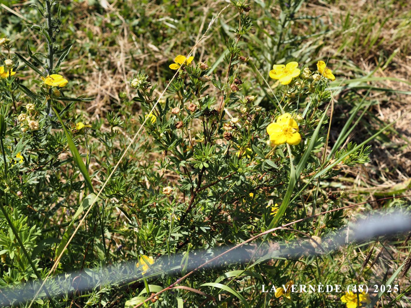 Cinquefoil, Shrubby plant